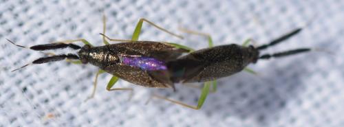 Réf. 306 110 : Heterotoma planicornis